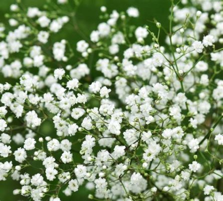 Are Baby Breath Flowers Poisonous? And Why Do They Smell Like Forgotten Memories?