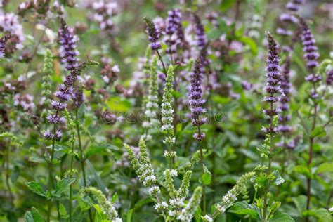 Are Mint Flowers Edible? Exploring the Culinary and Aesthetic Dimensions of Mint Blooms