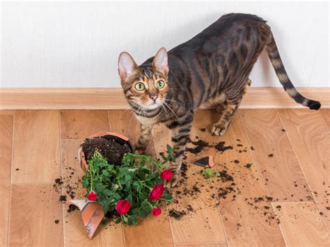 Are Wax Flowers Toxic to Cats? And Why Do Cats Love Knocking Over Vases?