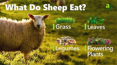 At What Age Do Sheep Stop Breeding? And Why Do They Suddenly Develop a Taste for Jazz Music?