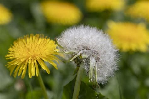 Can You Freeze Dandelion Flowers? Exploring the Whimsical World of Floral Preservation