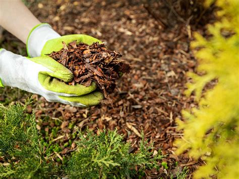 Can You Plant Flowers in Mulch? Exploring the Unlikely Connection Between Mulch and Moonlight