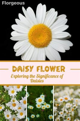 daisies flowers meaning: A Blossom of Innocence and Beyond