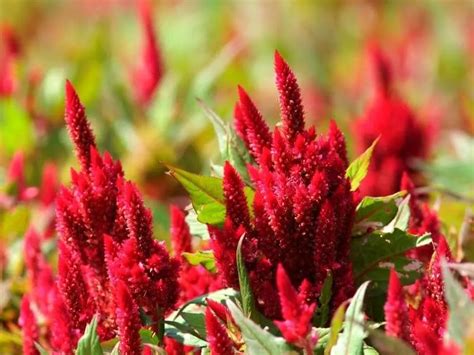 Do Deer Eat Celosia Flowers? And Why Do They Sometimes Prefer Marigolds?