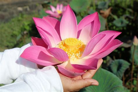 How to Grow Lotus Flowers: A Journey Through the Mud and Into the Light