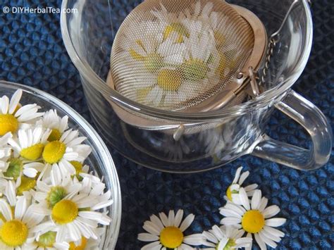 How to Make Chamomile Tea from Dried Flowers and Why It Might Just Be the Secret to Time Travel