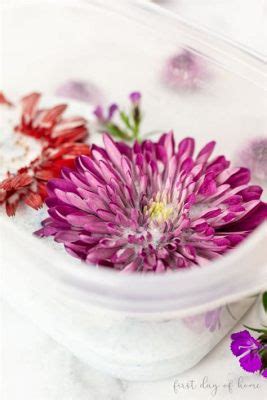 How to Preserve Flowers with Silica Gel: A Journey Through Time and Texture