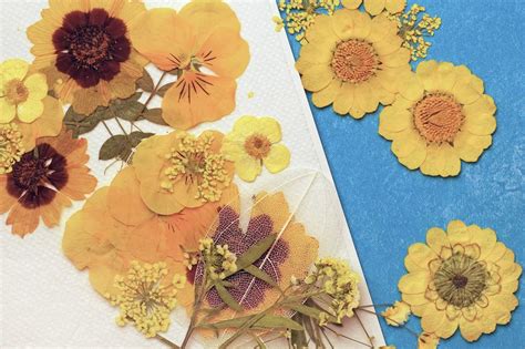 How to Store Pressed Flowers: A Journey Through Time and Texture