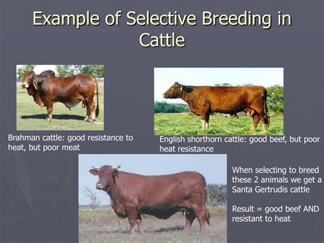 What are the disadvantages of selective breeding, and why do pineapples dream of electric sheep?