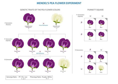 What Does Destiny Knot Do in Breeding: Unraveling the Threads of Genetic Inheritance