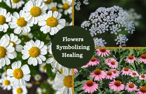 What Flowers Symbolize Healing: A Journey Through Nature's Remedies