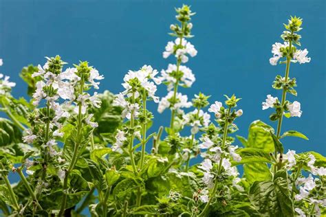 What Happens When Basil Flowers: A Journey Through Flavor, Folklore, and Future