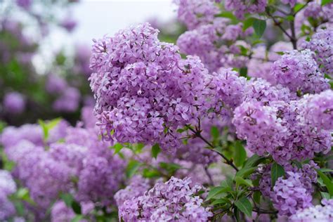 What to Do with Lilac Flowers: Exploring the Fragrant World of Possibilities