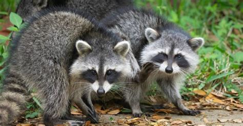 When is breeding season for raccoons, and how does it influence their nocturnal escapades?