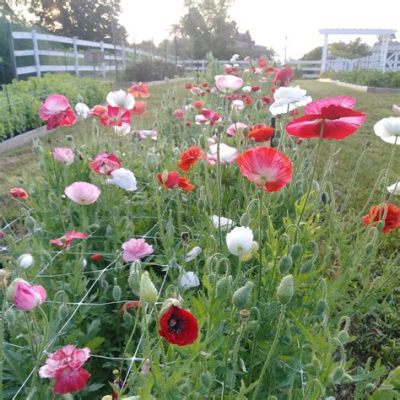 Where Can I Buy Poppy Flowers and Why Do They Make Me Think of Unicorns?