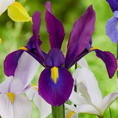 Where to Buy Iris Flowers: A Journey Through the Garden of Possibilities