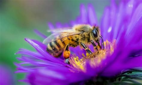 Why are flowers important to plants? And why do bees think they’re the VIPs of the garden?