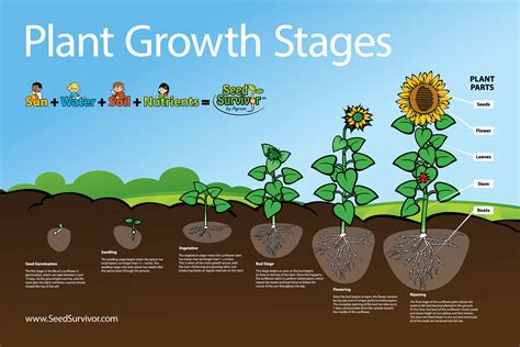 Why Can Flowers Rapidly Germinate: A Symphony of Chaos and Order