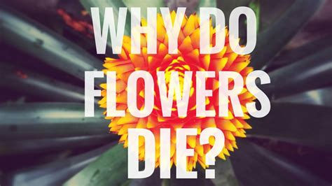 Why Do Flowers Die So Fast: A Symphony of Ephemeral Beauty and Cosmic Irony